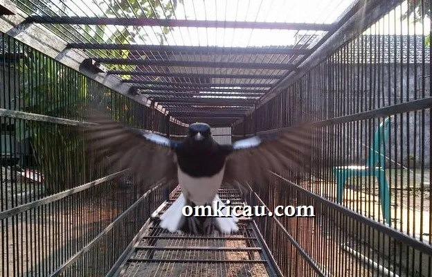 Mengumbar burung di kandang umbaran