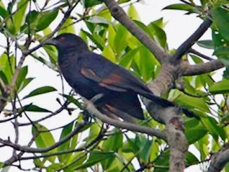 Burung bubut jawa