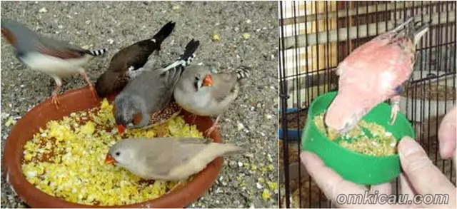Selama ini eggfood hanya diberikan pada burung jenis finch dan paruh bengkok.