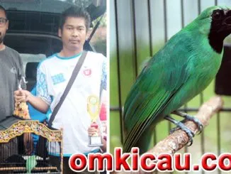 Feat Cucak Hijau Siluman Hitam