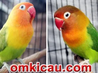 Feat Lovebird