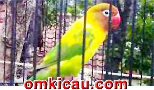 Feat Lovebird Candy