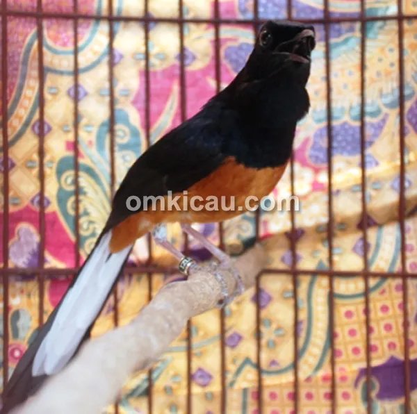 Izumi Bird Farm Cibinong Bogor