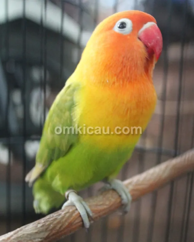 Lovebird Anting-anting