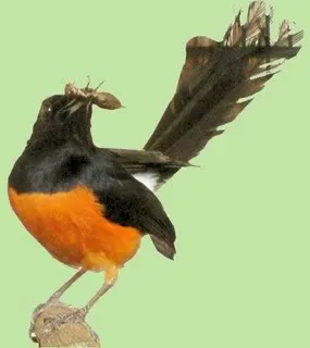 Burung tidak mau makan jangkrik