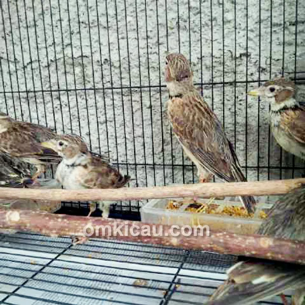 Burung pailing bahan
