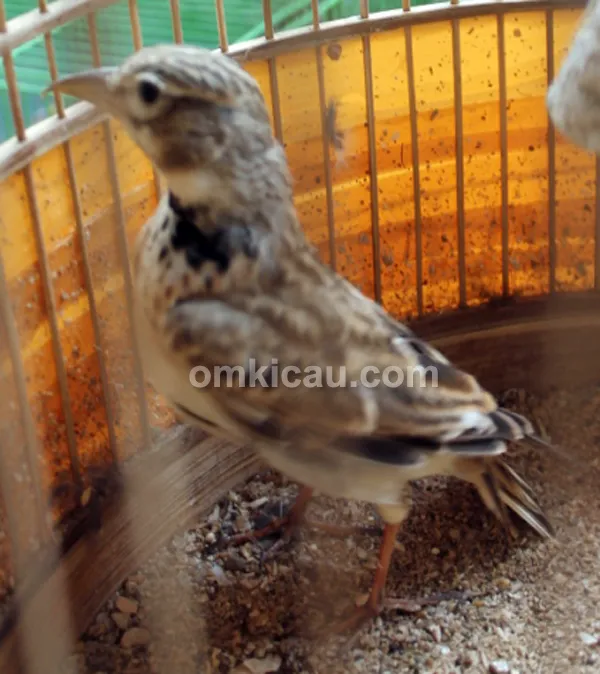 Burung pailing gacor