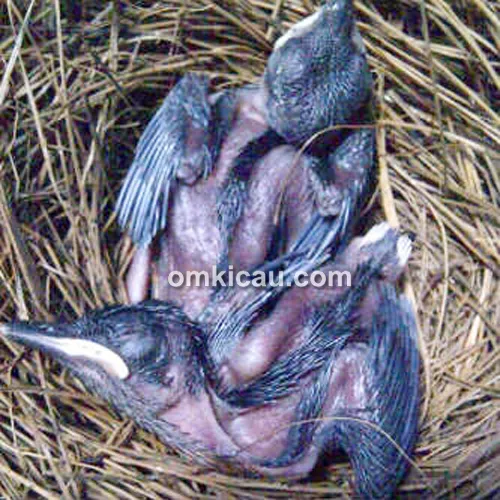 Breeding murai batu ABS BF Jakarta