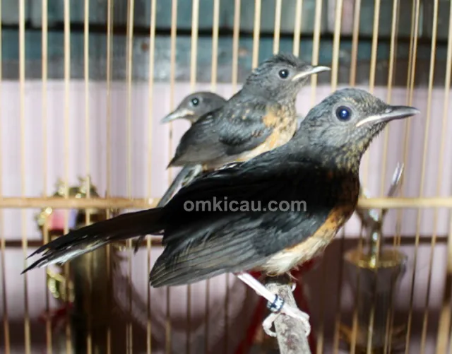 Breeding murai batu ABS BF Jakarta