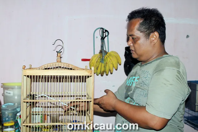 Breeding murai batu ABS BF Jakarta