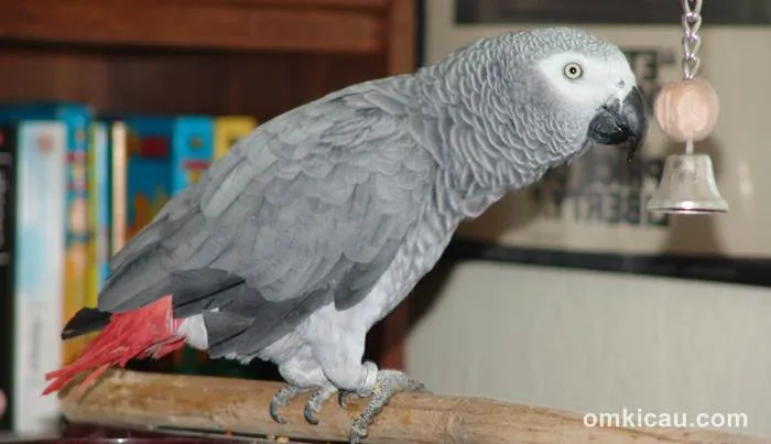 Menyambung bulu burung
