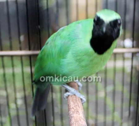 Cucak hijau Zamrud