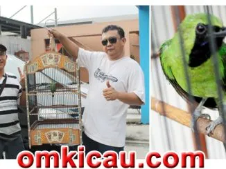 Feat Cucak Hijau The Robinho