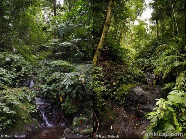 Habitat seriwang sangihe