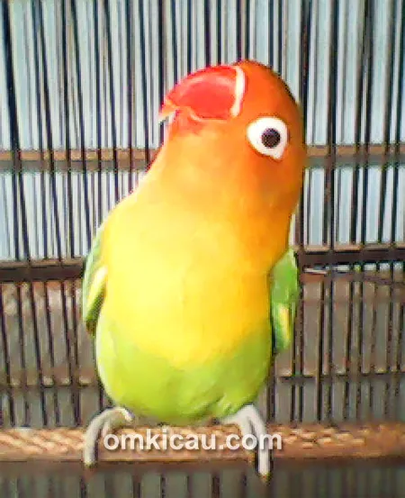 Lovebird Enjoy