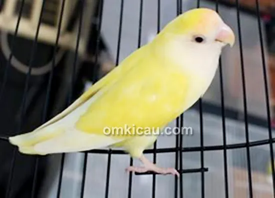 Lovebird muda milik Om Kurnia