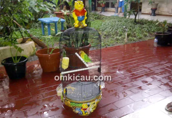 Lovebird Tengkek