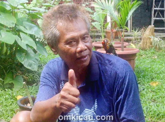 Perawatan lovebird Tengkek