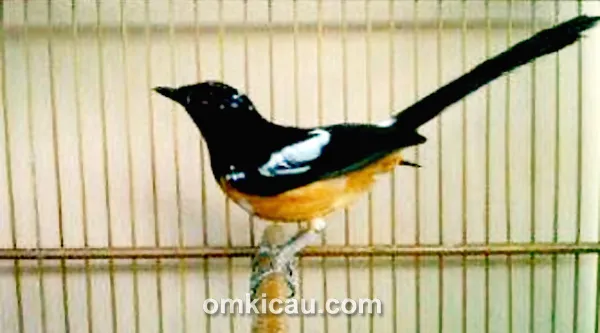 Murai borneo Messi