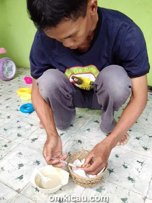 meloloh anakan burung nuri