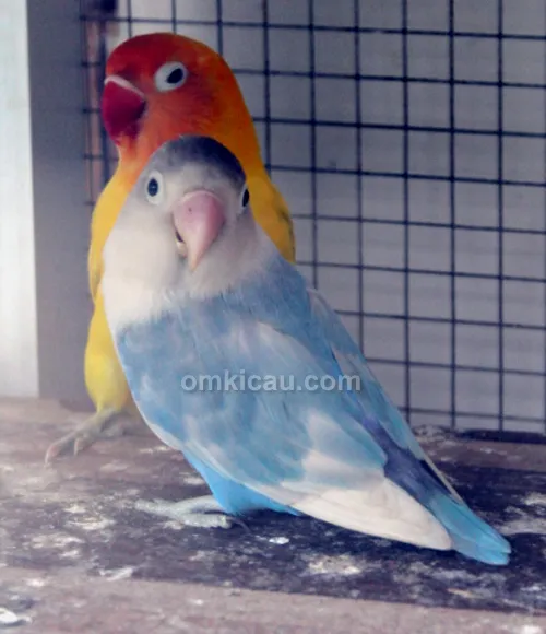 Andre SAS - SAS Bird Farm