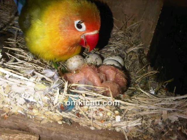Andre SAS - SAS Bird Farm