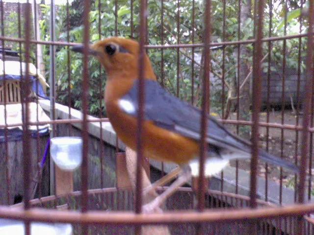 Burung anis merah