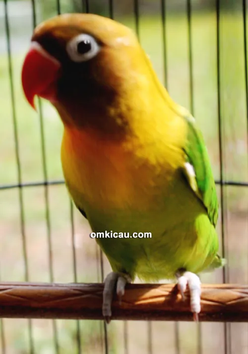 Lovebird Fernando