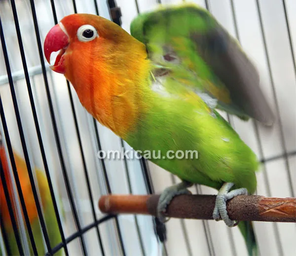 Aksi lovebird Diajeng Jr
