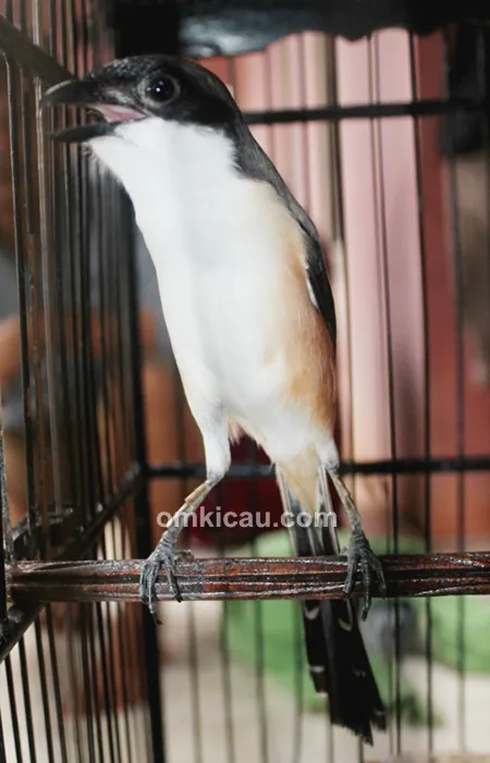 Pentet Topeng