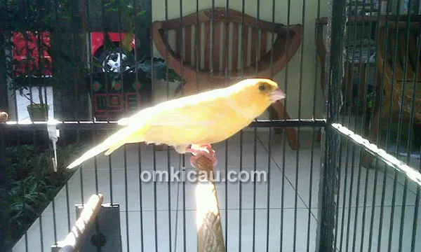 Kenari Lintas Rel