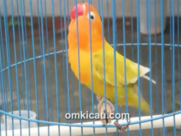 Lovebird Kuning