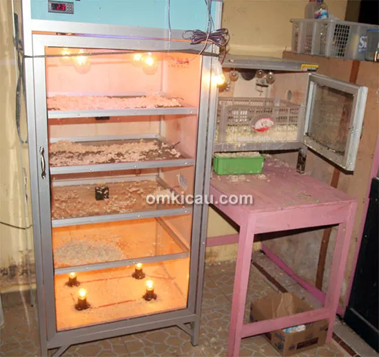 Breeding lovebird Andi GBU Solo
