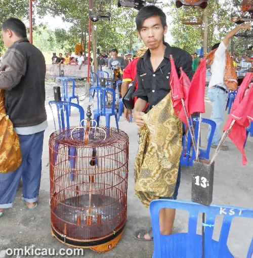 Murai batu Hokky milik Ayong