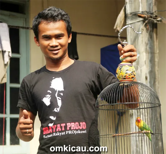 Om Pithek, pengorbit lovebird jawara