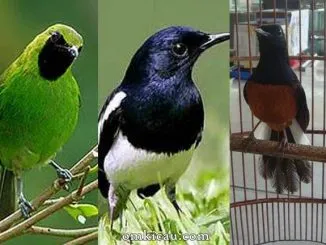 Suara asli burung