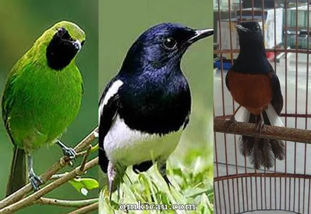 Suara asli burung