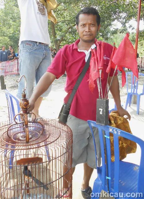Tole juara umum SF