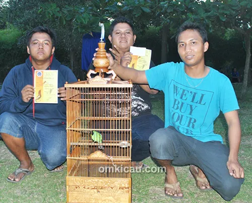 Cucak hijau Lumut