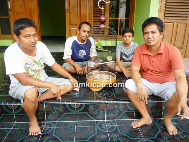 Breeding lovebird GRBC Cepu