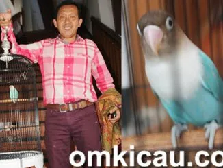 Feat Lovebird Mak Lampir