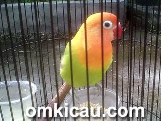 Feat Lovebird Meriam Avc