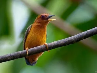 Burung tukik tikus