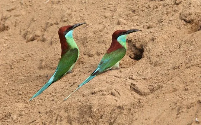 Sarang kirik-kirik biru