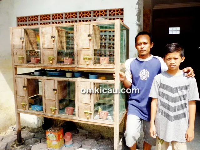 Kandang ternak lovebird
