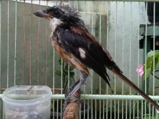 Melatih cendet mandi karamba