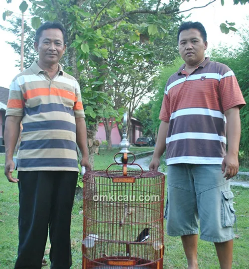 Om Gino dan kenari Maju Lancar