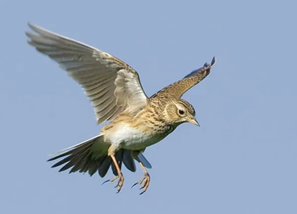 Branjangan hovering
