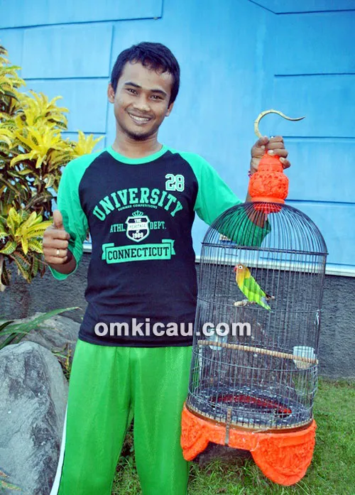 Lovebird Braja Jr