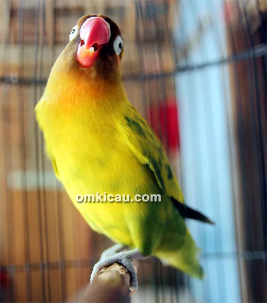 Lovebird Solo